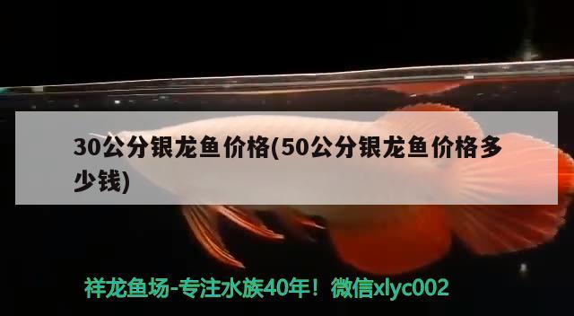 30公分银龙鱼价格(50公分银龙鱼价格多少钱)