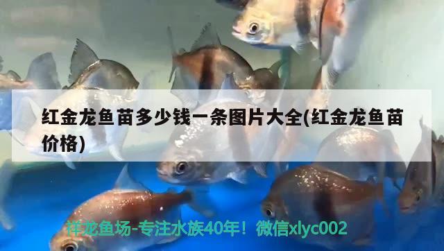 红金龙鱼苗多少钱一条图片大全(红金龙鱼苗价格) 观赏鱼水族批发市场