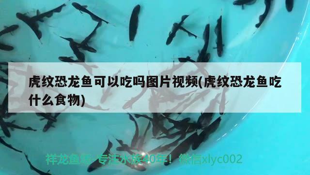 虎纹恐龙鱼可以吃吗图片视频(虎纹恐龙鱼吃什么食物) 水族用品