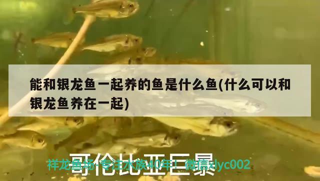 能和银龙鱼一起养的鱼是什么鱼(什么可以和银龙鱼养在一起) 银龙鱼
