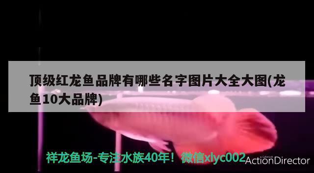 日照观赏鱼协会官网首页：探索日照观赏鱼之美，共享观赏鱼文化盛宴！，探索日照观赏鱼之美，共享观赏鱼文化盛宴！ 锦鲤鱼 第3张