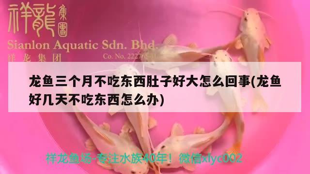 龙鱼三个月不吃东西肚子好大怎么回事(龙鱼好几天不吃东西怎么办) 观赏鱼水族批发市场