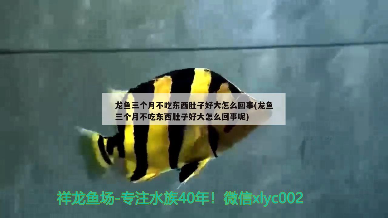 舟山水族批发市场都在哪里？（舟山水族批发市场都在哪里进货） 养鱼知识 第2张