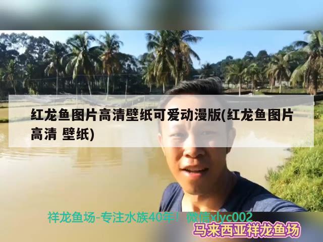 红龙鱼图片高清壁纸可爱动漫版(红龙鱼图片高清壁纸) 鸭嘴鲨鱼