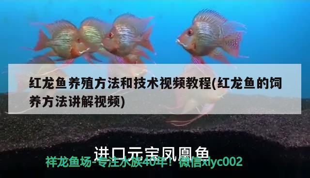 红龙鱼养殖方法和技术视频教程(红龙鱼的饲养方法讲解视频) 羽毛刀鱼苗