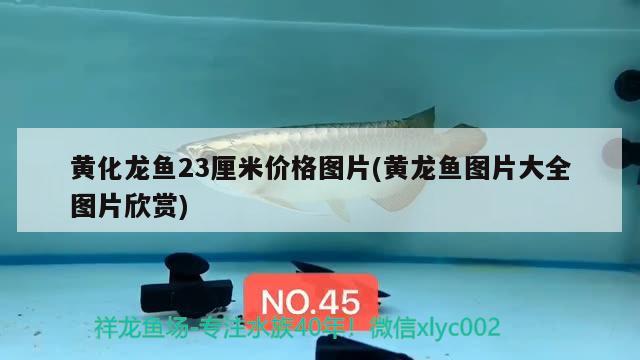 黄化龙鱼23厘米价格图片(黄龙鱼图片大全图片欣赏)