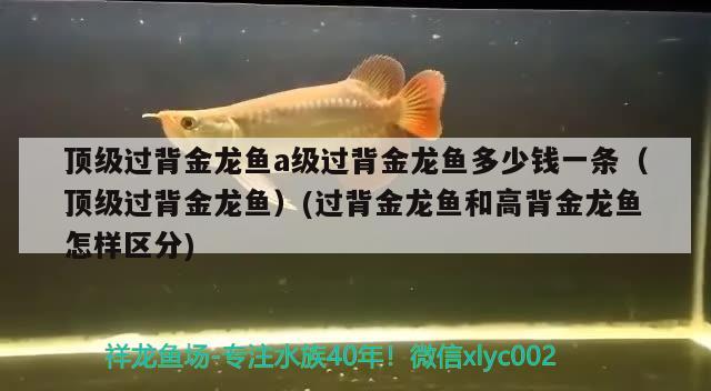 顶级过背金龙鱼a级过背金龙鱼多少钱一条（顶级过背金龙鱼）(过背金龙鱼和高背金龙鱼怎样区分) 高背金龙鱼