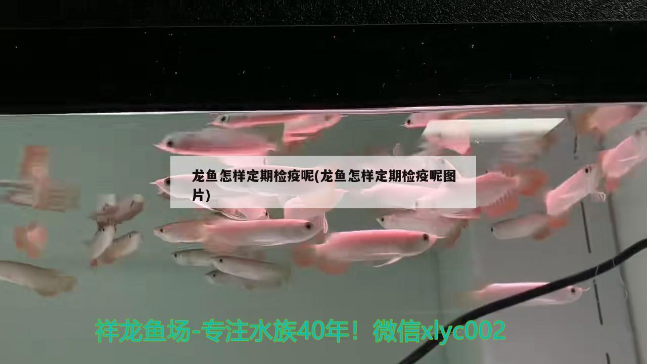 红龙鱼的挑选标准，关于红龙鱼的一些小知识 祥龙水族护理水 第1张