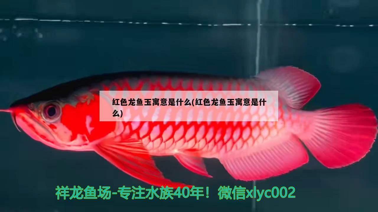 红色龙鱼玉寓意是什么(红色龙鱼玉寓意是什么) 朱巴利鱼