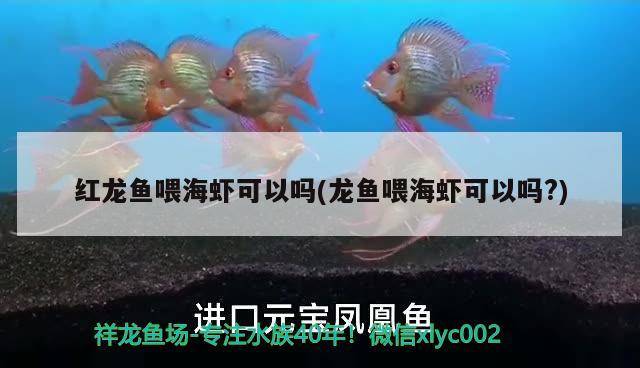 红龙鱼喂海虾可以吗(龙鱼喂海虾可以吗?)