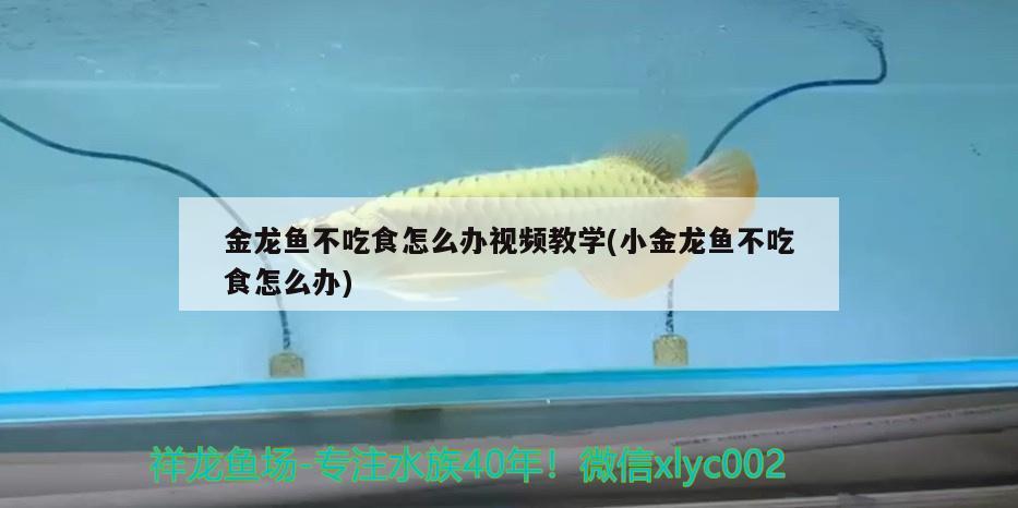 吉安水族批发市场在哪里呀（龙港港嘉园装修） 非洲象鼻鱼 第1张