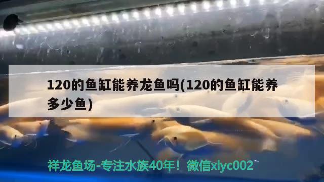 120的鱼缸能养龙鱼吗(120的鱼缸能养多少鱼) 硝化细菌