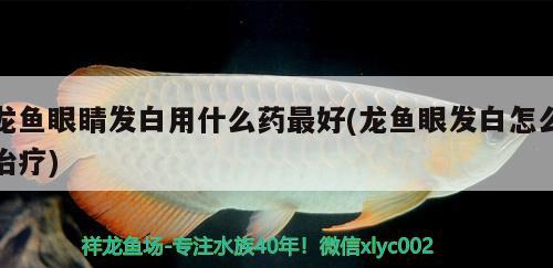 龙鱼眼睛发白用什么药最好(龙鱼眼发白怎么治疗) 粗线银版鱼