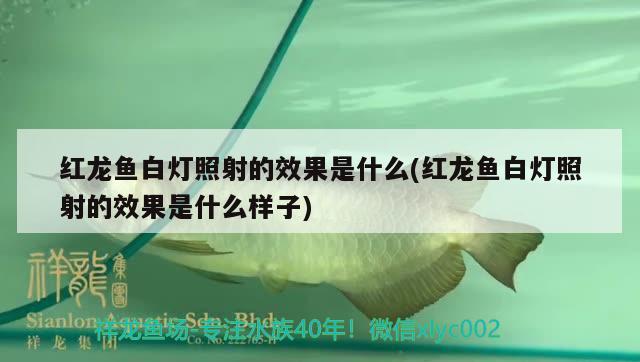 红龙鱼白灯照射的效果是什么(红龙鱼白灯照射的效果是什么样子) 温控设备