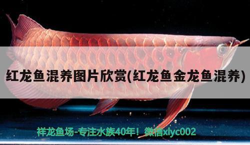 中国水族十大品牌：中国水族十大品牌排名