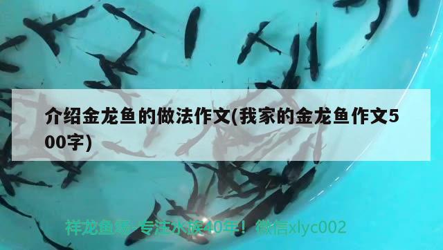 介绍金龙鱼的做法作文(我家的金龙鱼作文500字) 纯血皇冠黑白魟鱼