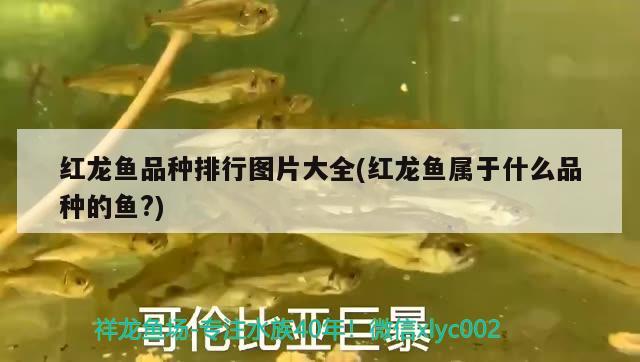 阜新水族批发市场在哪里呀（佛山装饰材料市场在哪里） 其他品牌鱼缸 第2张