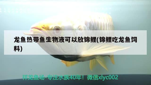 龙鱼热带鱼生物液可以放锦鲤(锦鲤吃龙鱼饲料) 印尼红龙鱼