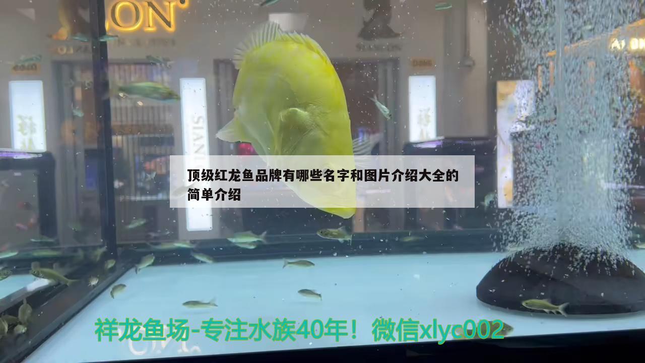 顶级红龙鱼品牌有哪些名字和图片介绍大全的简单介绍 广州观赏鱼批发市场