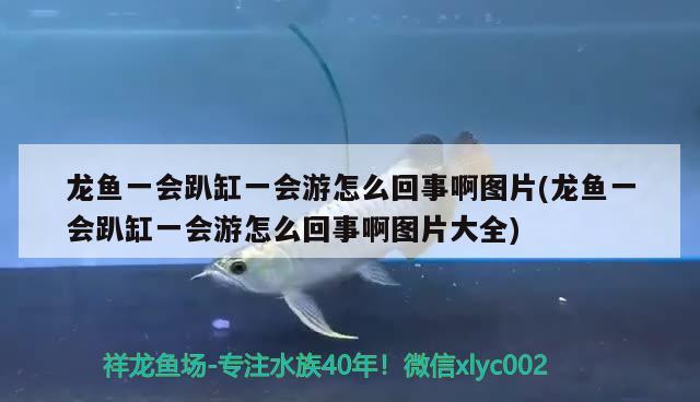 龙鱼一会趴缸一会游怎么回事啊图片(龙鱼一会趴缸一会游怎么回事啊图片大全)