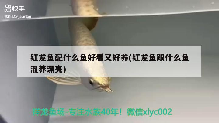 小丹顶入缸 祥龙水族护理水 第2张