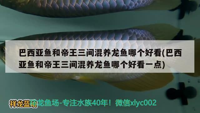 巴西亚鱼和帝王三间混养龙鱼哪个好看(巴西亚鱼和帝王三间混养龙鱼哪个好看一点) 巴西亚鱼