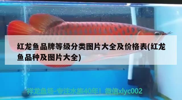 红龙鱼品牌等级分类图片大全及价格表(红龙鱼品种及图片大全)