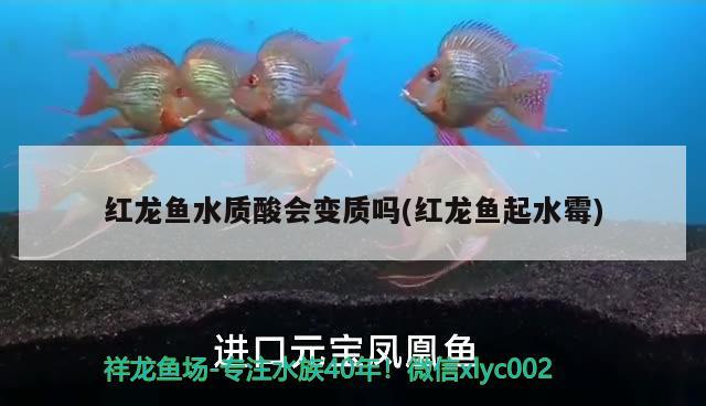 恐龙鱼不开食怎么办呀图片：恐龙鱼不吃东西会饿死吗