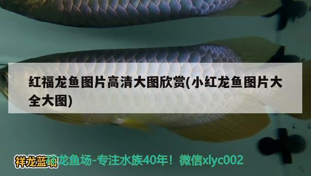 龙鱼摔了一下,放鱼缸翻身怎么办：龙鱼摔了一下,放鱼缸翻身怎么办呢