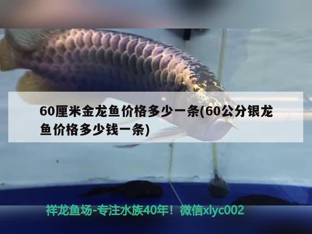 60厘米金龙鱼价格多少一条(60公分银龙鱼价格多少钱一条) 银龙鱼