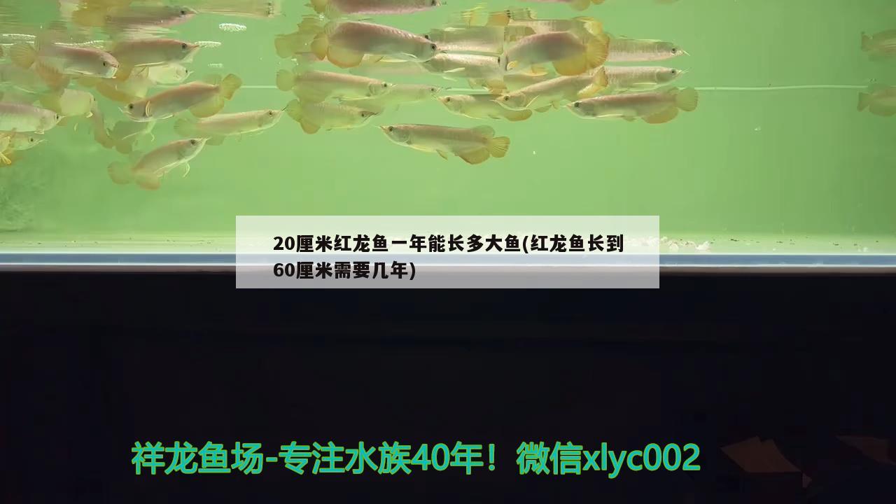 20厘米红龙鱼一年能长多大鱼(红龙鱼长到60厘米需要几年) 祥龙水族护理水