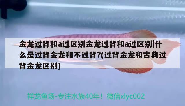 金龙过背和a过区别金龙过背和a过区别|什么是过背金龙和不过背?(过背金龙和古典过背金龙区别)