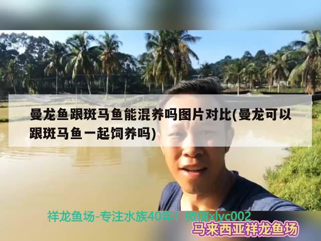 曼龙鱼跟斑马鱼能混养吗图片对比(曼龙可以跟斑马鱼一起饲养吗)