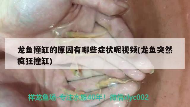 龙鱼撞缸的原因有哪些症状呢视频(龙鱼突然疯狂撞缸) 女王大帆鱼苗