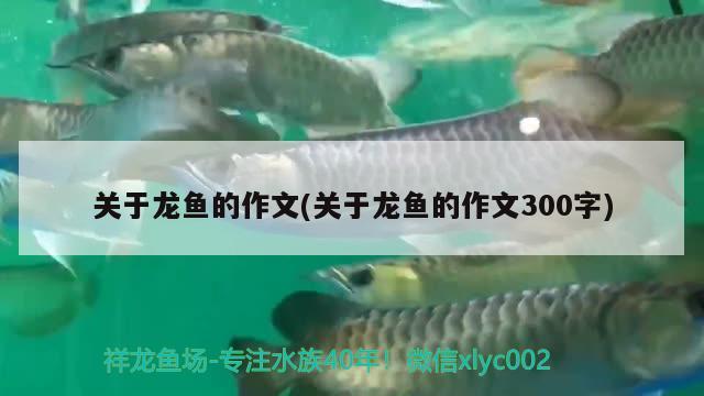 甜甜私房猫主题曲：甜甜私房猫主题曲《呐》