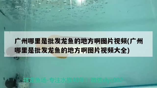 广州哪里是批发龙鱼的地方啊图片视频(广州哪里是批发龙鱼的地方啊图片视频大全)