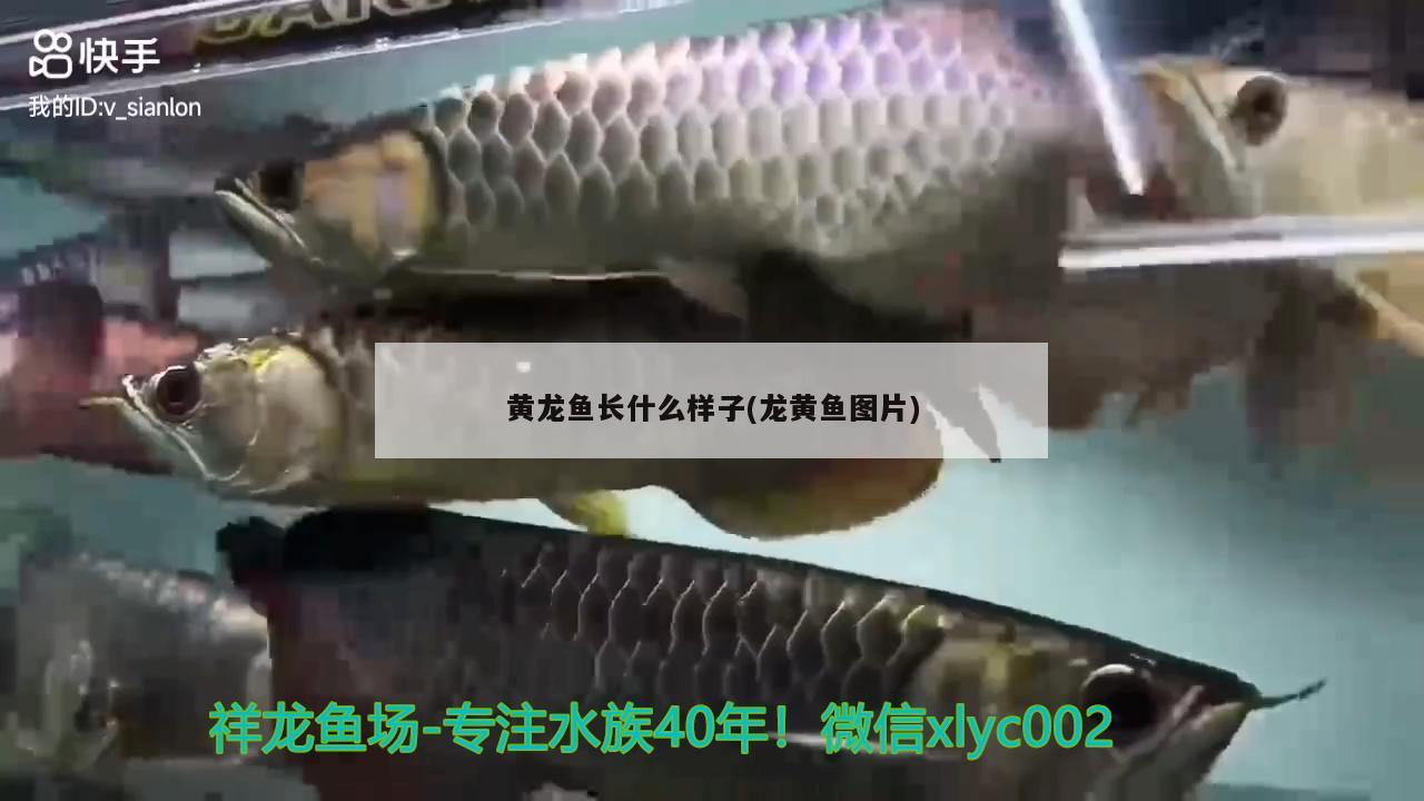 黄龙鱼长什么样子(龙黄鱼图片) 红勾银版鱼