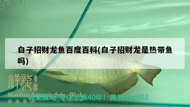 白子招财龙鱼百度百科(白子招财龙是热带鱼吗) 水族世界