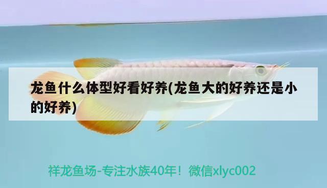 浮法玻璃做鱼缸的优点 浮法玻璃做鱼缸的优点和缺点 野彩鱼 第2张