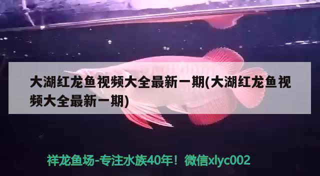 大湖红龙鱼视频大全最新一期(大湖红龙鱼视频大全最新一期) 大湖红龙鱼