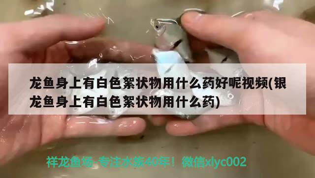 龙鱼身上有白色絮状物用什么药好呢视频(银龙鱼身上有白色絮状物用什么药) 银龙鱼