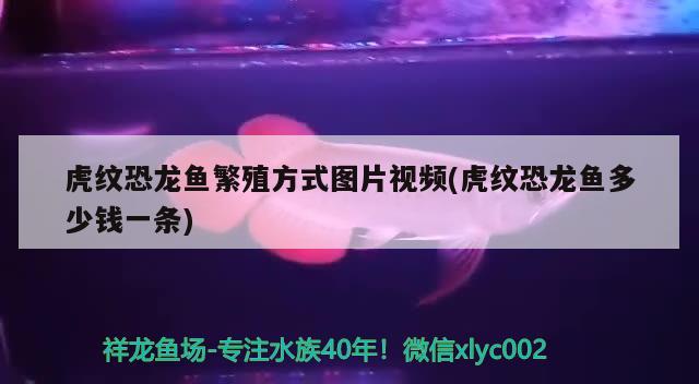 虎纹恐龙鱼繁殖方式图片视频(虎纹恐龙鱼多少钱一条) 朱巴利鱼苗