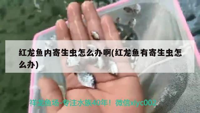 红龙鱼内寄生虫怎么办啊(红龙鱼有寄生虫怎么办)