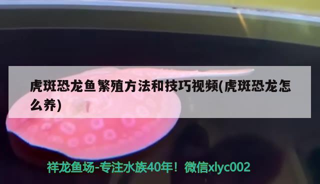 虎斑恐龙鱼繁殖方法和技巧视频(虎斑恐龙怎么养) 虎斑恐龙鱼