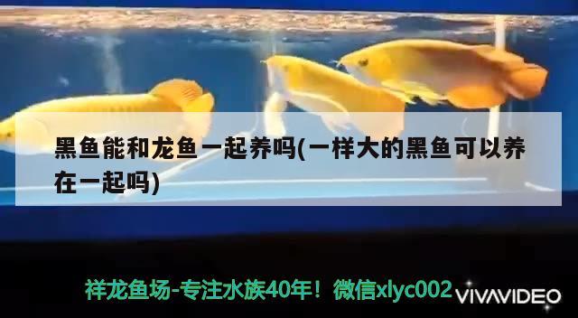 贵港市港南区鱼池之家水族器材销售店 全国水族馆企业名录 第1张