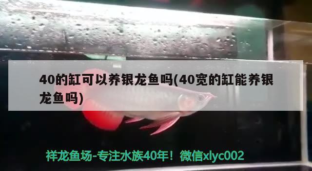 40的缸可以养银龙鱼吗(40宽的缸能养银龙鱼吗) 银龙鱼