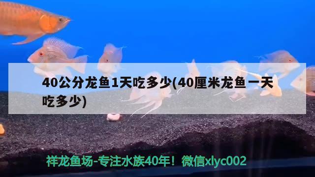 40公分龙鱼1天吃多少(40厘米龙鱼一天吃多少) 申古三间鱼