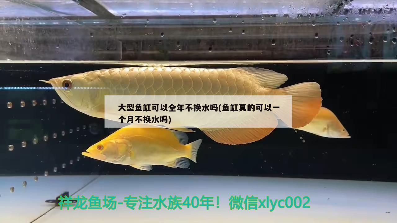 大型鱼缸可以全年不换水吗(鱼缸真的可以一个月不换水吗) 水族灯（鱼缸灯）