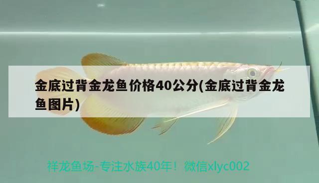 金底过背金龙鱼价格40公分(金底过背金龙鱼图片)