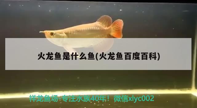 火龙鱼是什么鱼(火龙鱼百度百科)